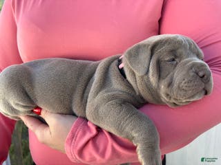 American Bully dogs NAIROBI The XL Bully - Ad 1