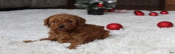 Cavapoochon dogs for sale: Millie - Ad 13