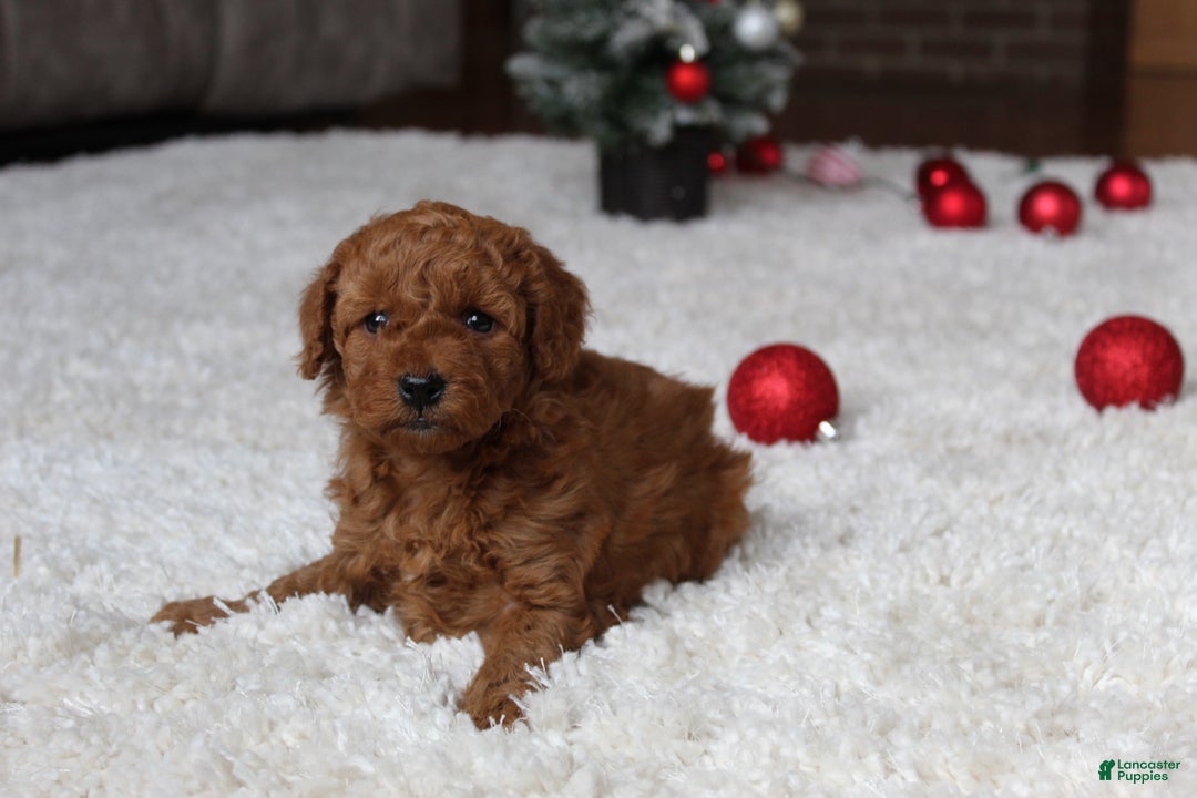 Cavapoochon dogs for sale: Millie - Ad 13