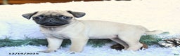 Pug dogs for sale: Polly - Ad 3