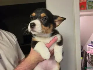 Mixed Breed dogs Pink - Ad 39