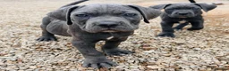 Cane Corso dogs for sale: Cane Corso 7 - Ad 4