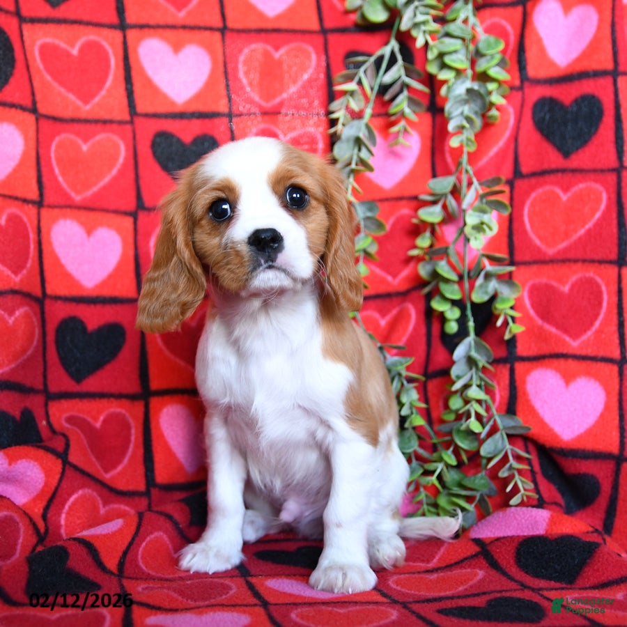 Cavalier King Charles Spaniel dogs Charmer - Ad 35
