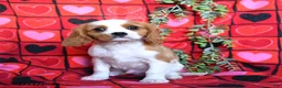 Cavalier King Charles Spaniel dogs for sale: Charmer - Ad 1