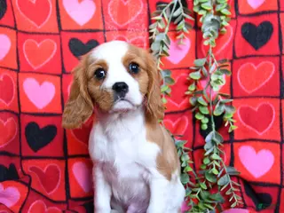 Cavalier King Charles Spaniel dogs Charmer - Ad 35