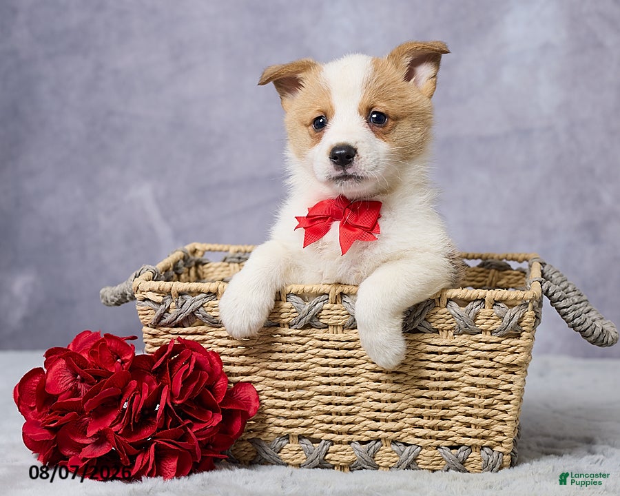 Welsh Corgi Pembroke dogs Andy - Ad 1
