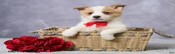 Welsh Corgi Pembroke dogs for sale: Andy - Ad 1