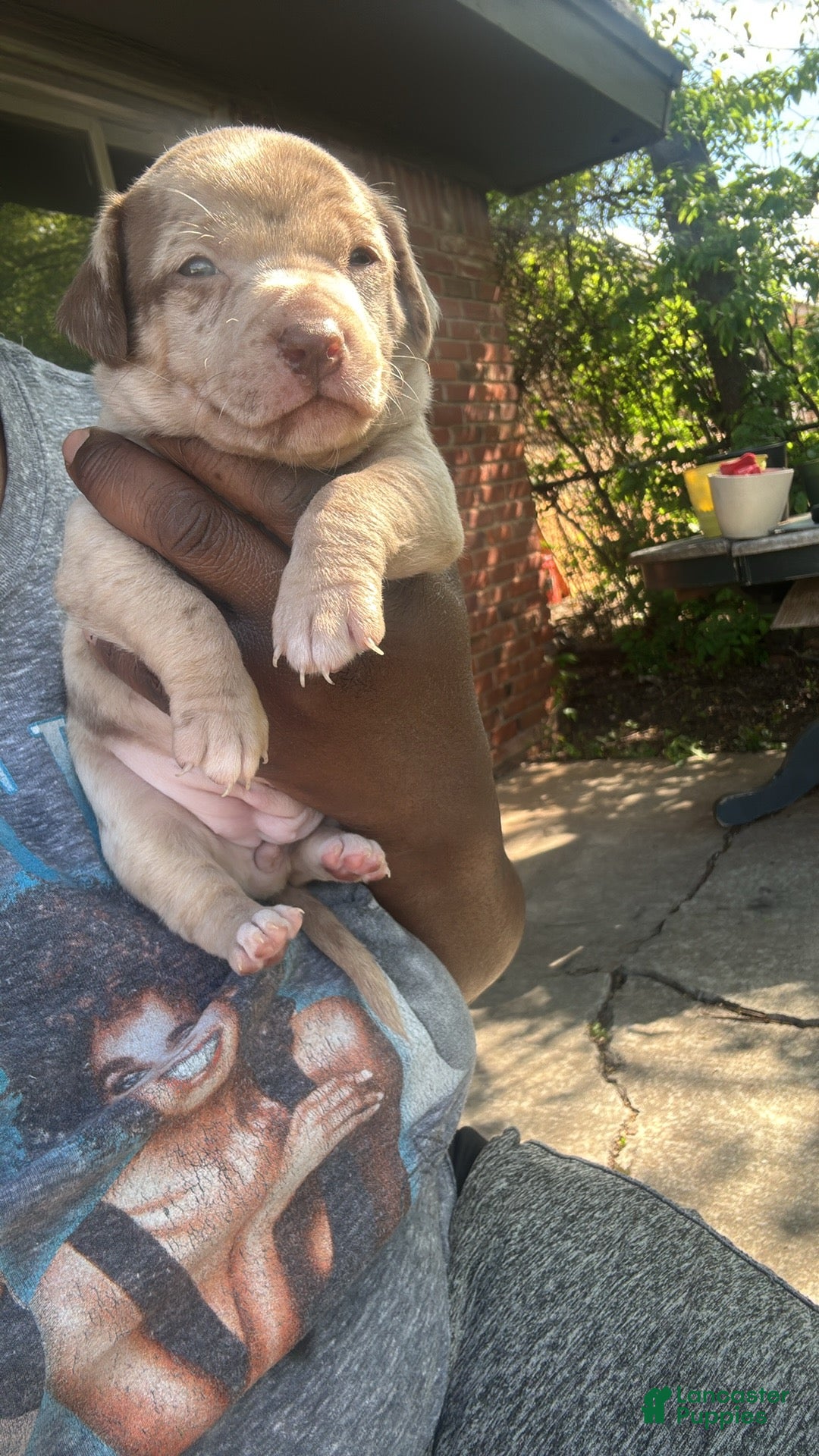 Jack Chi dogs Jack Chi Puppy 2 - Ad 1