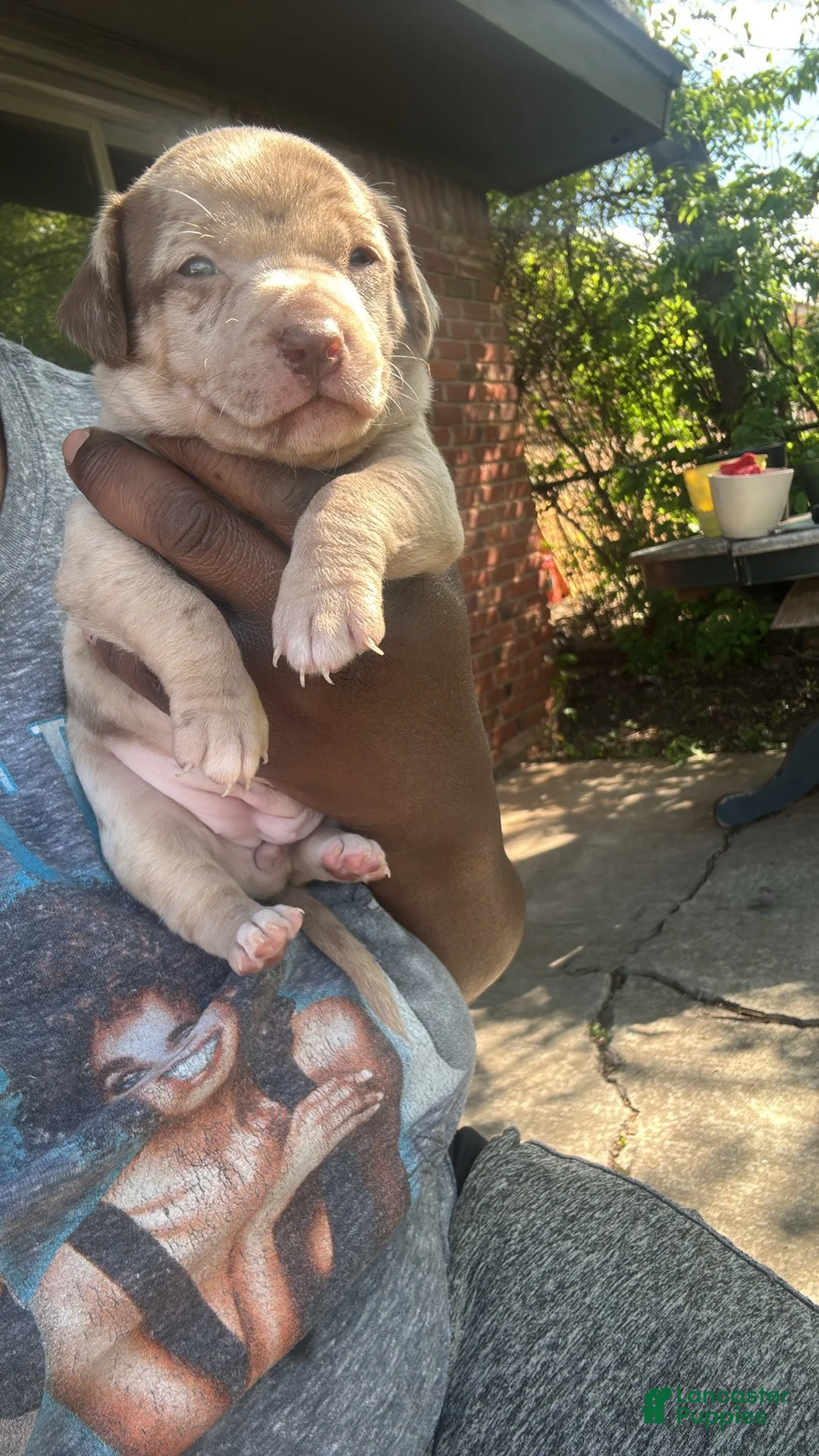 Jack Chi dogs for sale: Jack Chi Puppy 2 - Ad 1