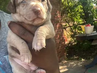 Jack Chi dogs Jack Chi Puppy 2 - Ad 1