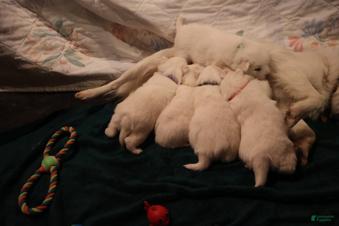 American Eskimo dogs for sale: Spunky - Ad 9