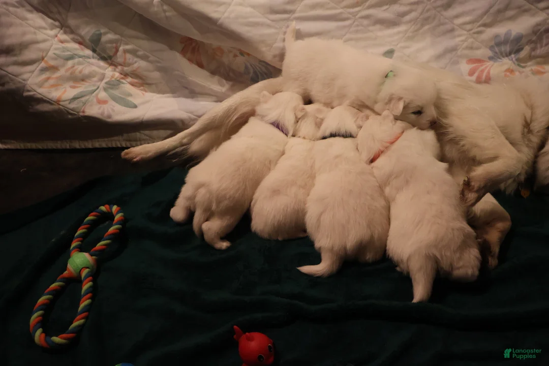 American Eskimo dogs for sale: Axel - Ad 13