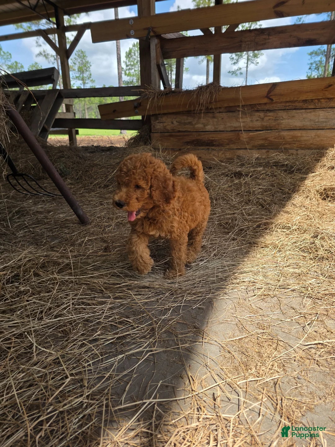 Goldendoodle dogs for sale: Belle - Ad 1