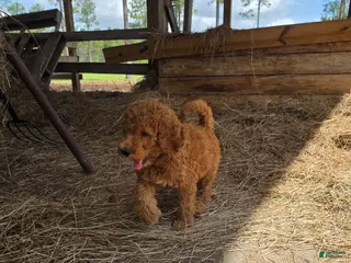 Goldendoodle dogs Meadow - Ad 12