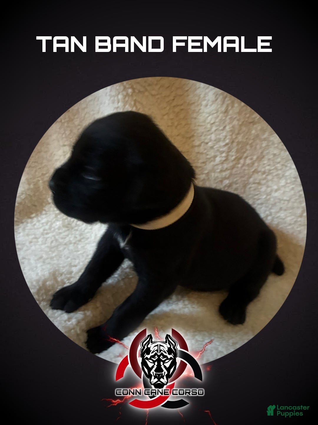 Cane Corso dogs Cane Corso Puppy 9 - Ad 27