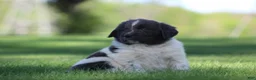 Newfoundland dogs for sale: Macy  - Ad 7
