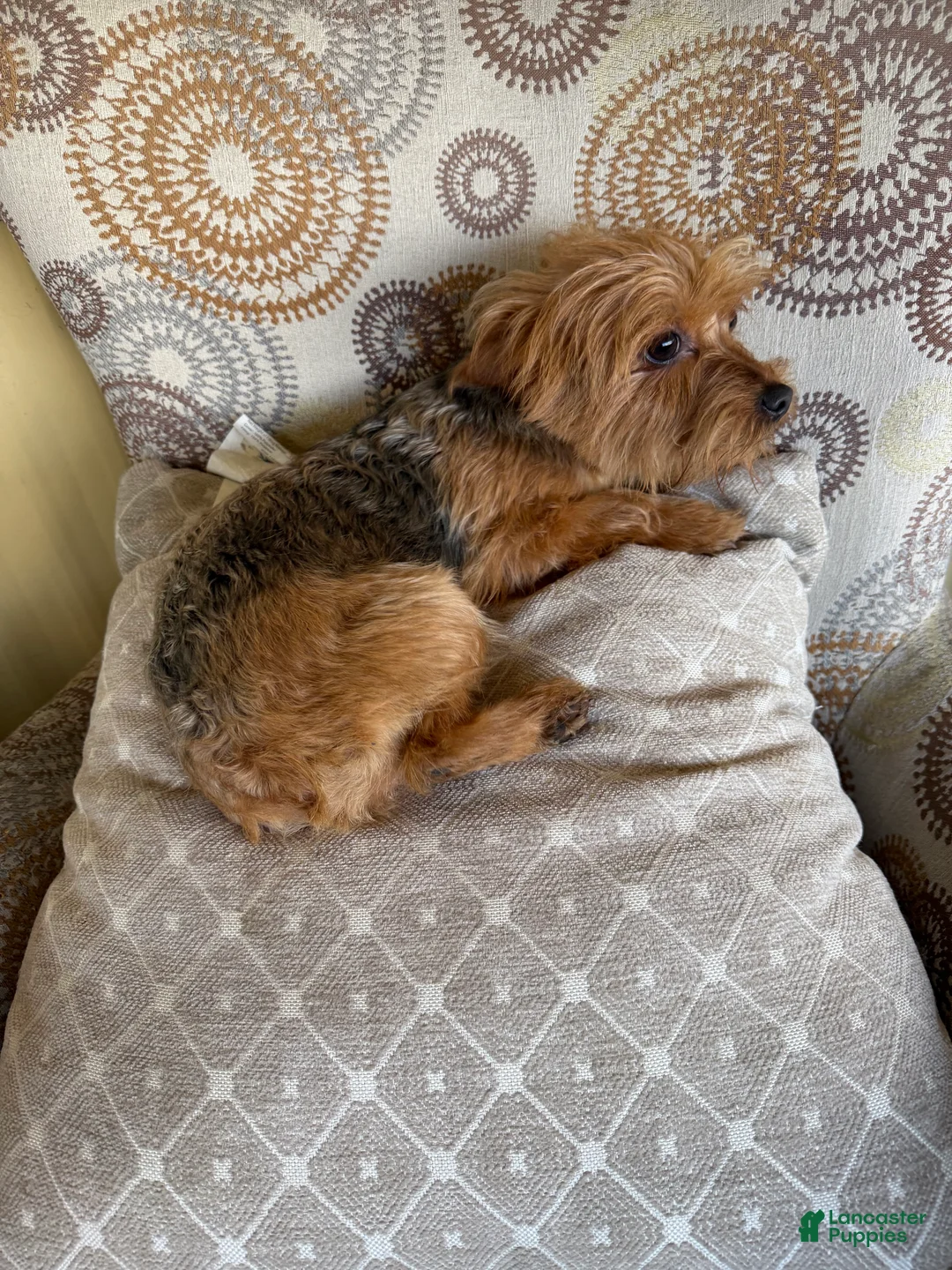 Yorkshire Terrier dogs for sale: Yorkshire Terrier Puppy 1 - Ad 1