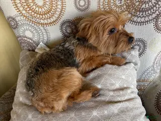 Yorkshire Terrier dogs Yorkshire Terrier Puppy 1 - Ad 16