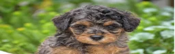 Miniature Poodle dogs for sale: Daisy - Miniature - Ad 2