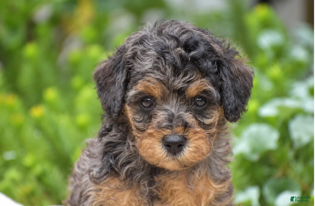 Miniature Poodle dogs for sale: Daisy - Miniature - Ad 2