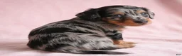 Miniature Dachshund dogs for sale: AKC King - Ad 5