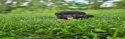 German Shepherd dogs for sale: Roxie - Ad 5