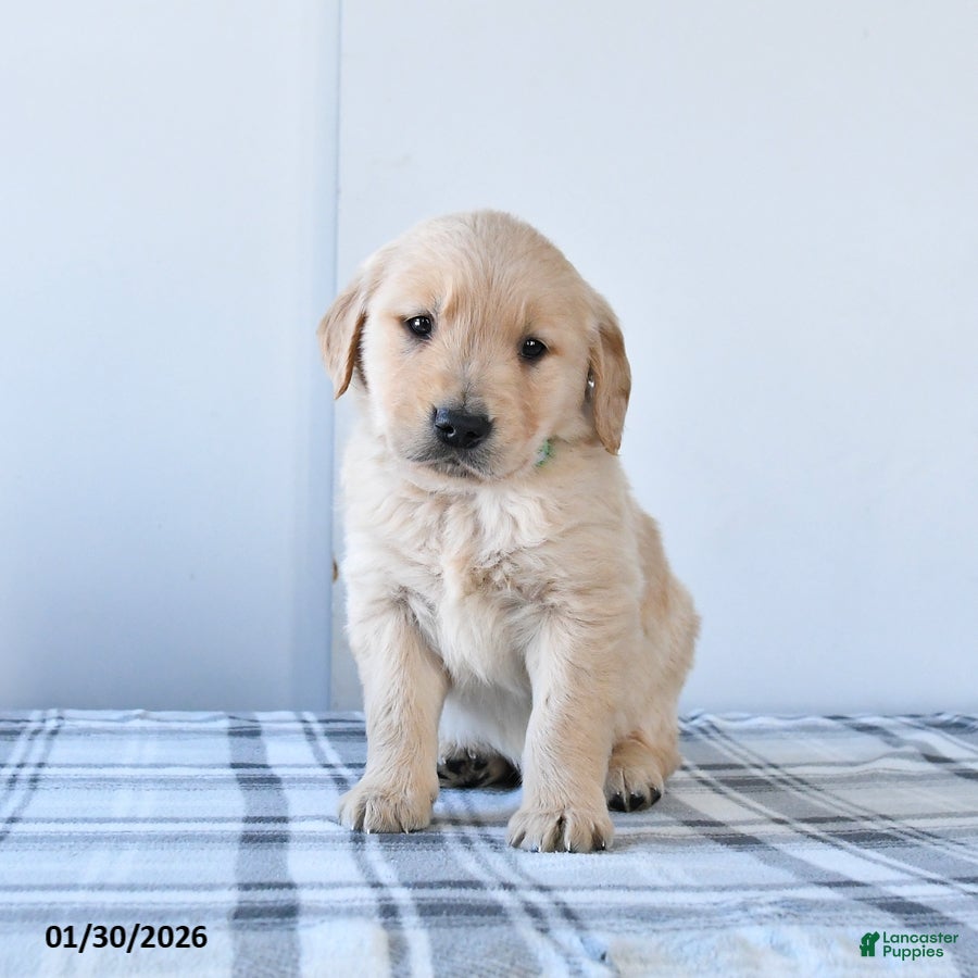 Golden Retriever dogs Rascal - Ad 2