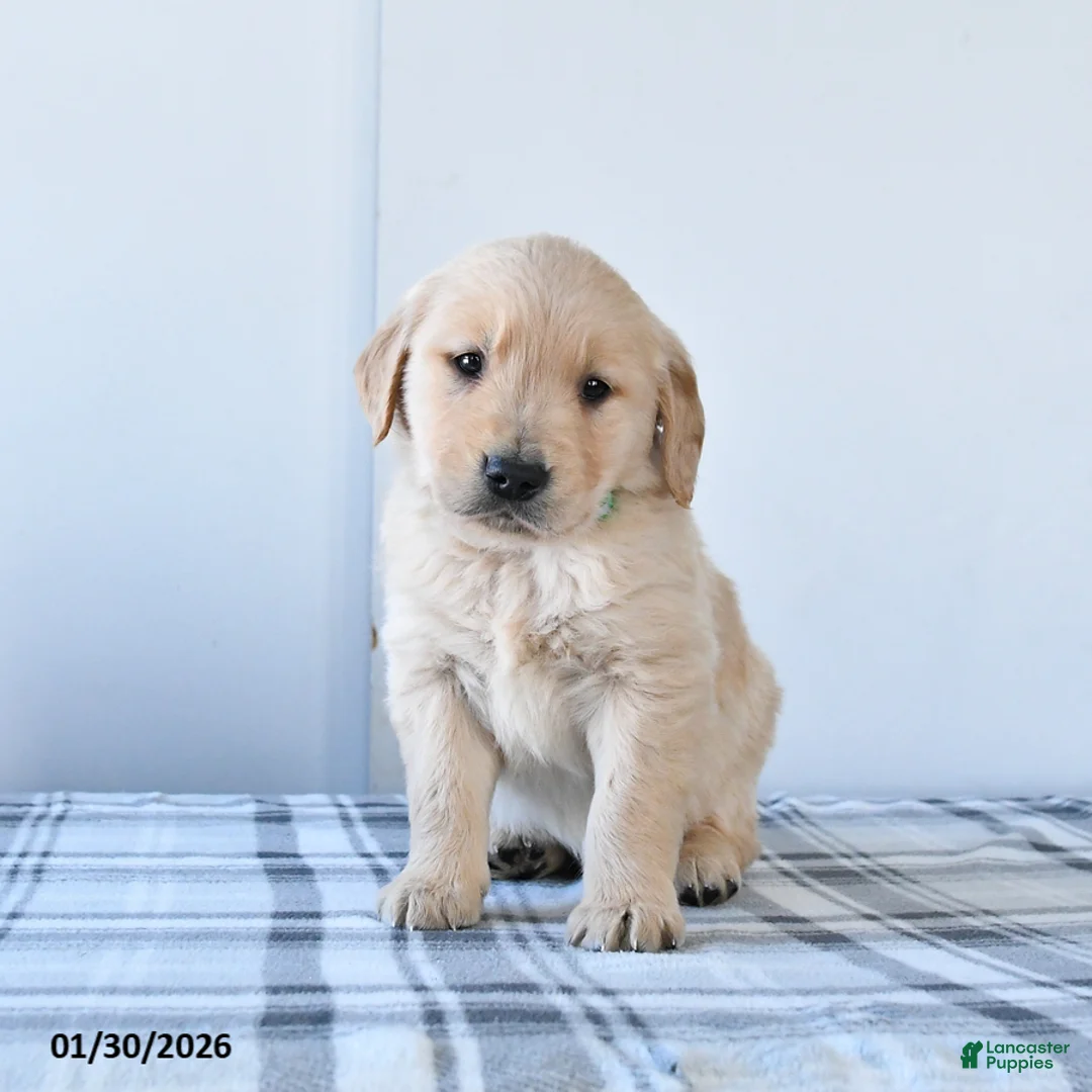Golden Retriever dogs for sale: Rascal - Ad 2