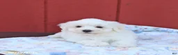 Maltese dogs for sale: Ned - Ad 4