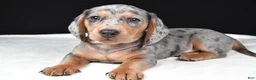 Miniature Dachshund dogs for sale: Bentley - Ad 3