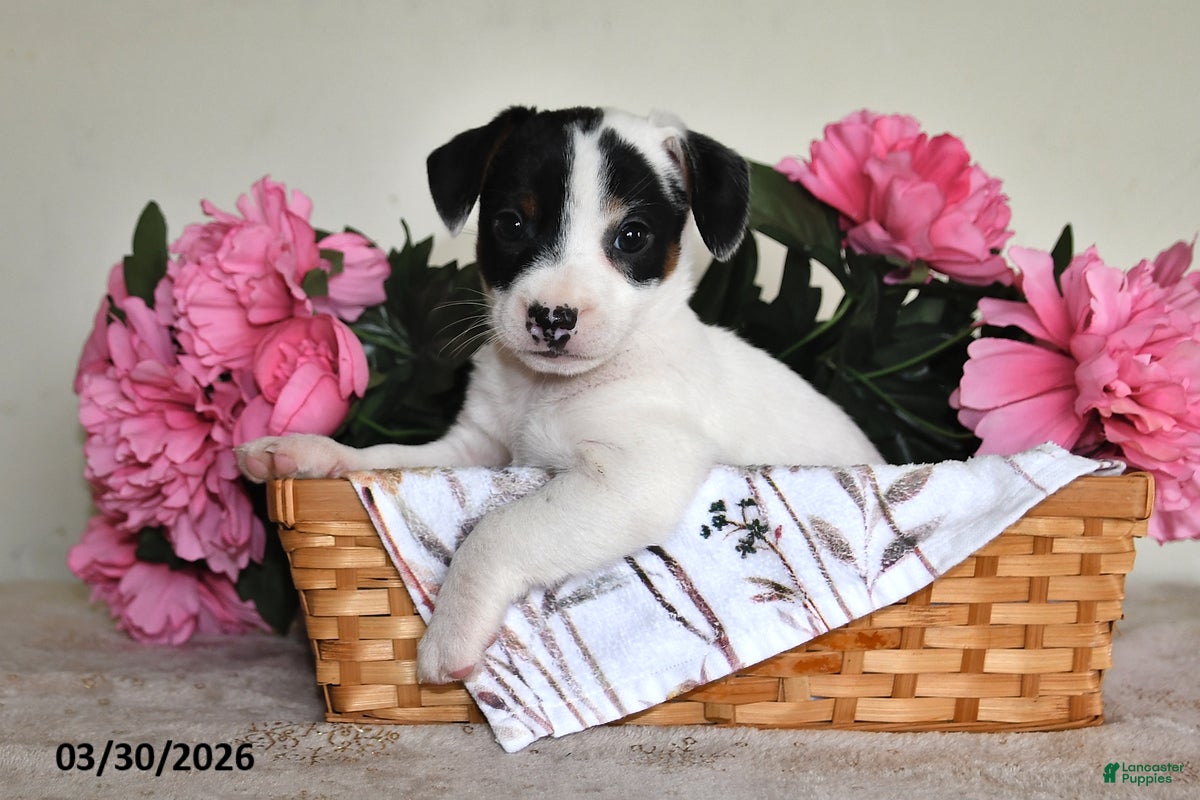 Jack Russell Terrier dogs Trixie - Ad 2