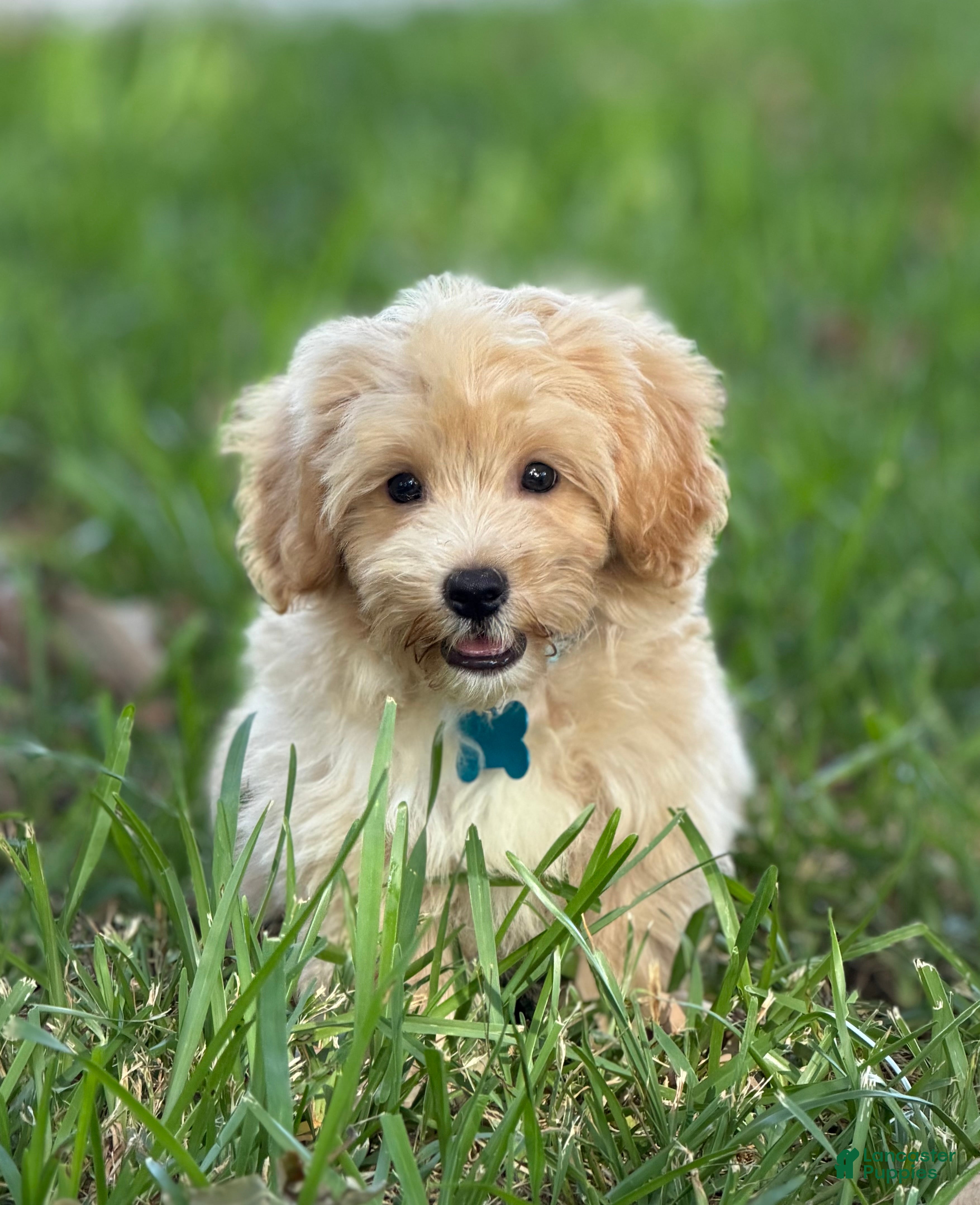 Maltipoo dogs Theo - Ad 8