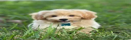 Maltipoo dogs for sale: Theo - Ad 1
