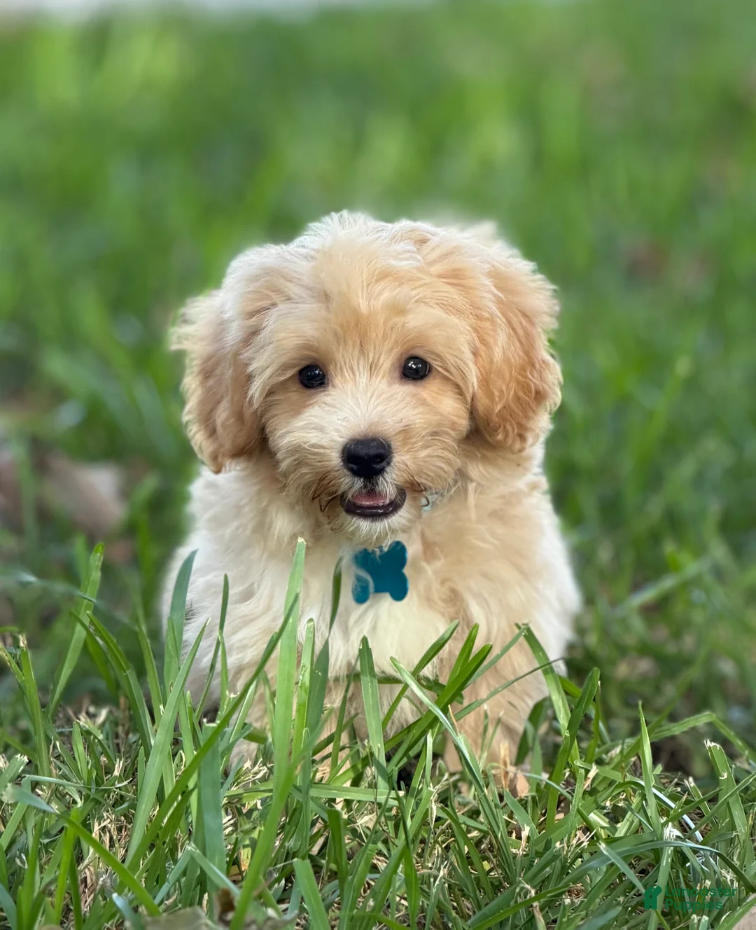 Maltipoo dogs for sale: Theo - Ad 1