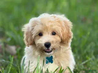 Maltipoo dogs Theo - Ad 7