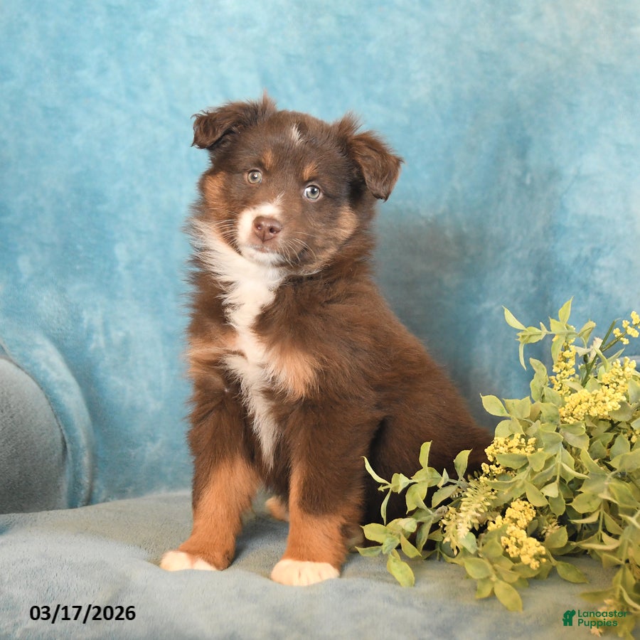 Miniature Australian Shepherd dogs Max - Ad 2
