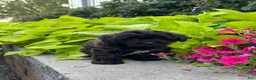Lhasapoo dogs for sale: Alfred - Ad 2