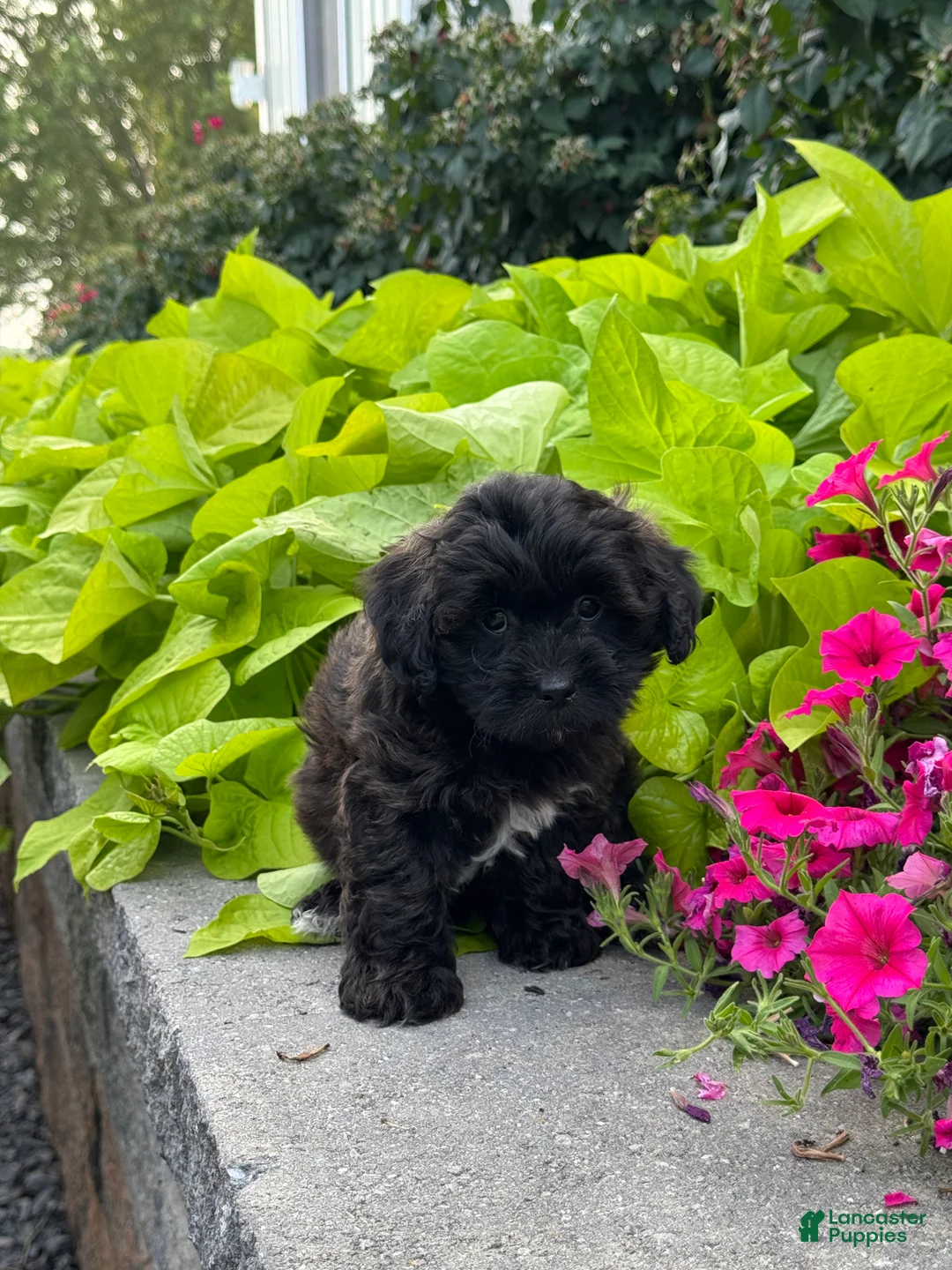 Lhasapoo dogs for sale: Alfred - Ad 2
