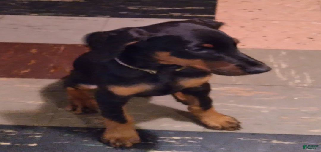 Gallery Image {{count}}