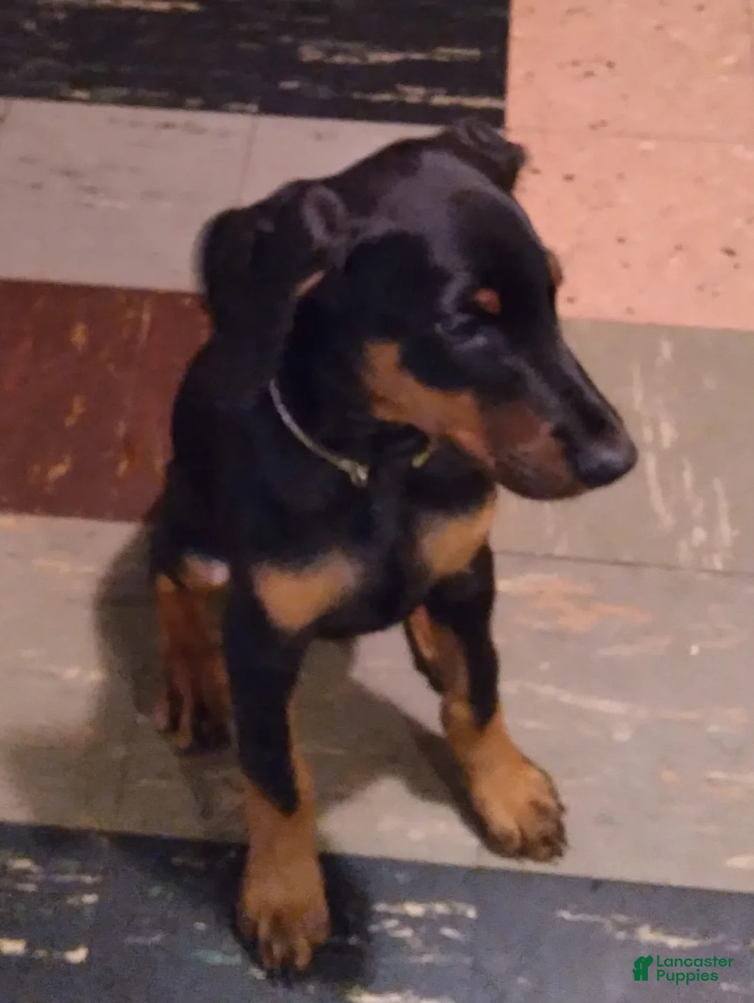 Gallery Image {{count}}