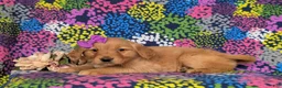 Golden Retriever dogs for sale: Jeanette - Ad 2
