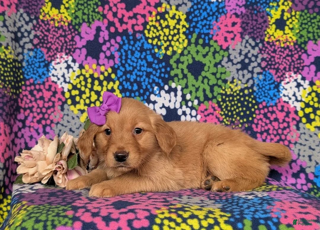 Golden Retriever dogs for sale: Jeanette - Ad 2