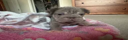 French Bulldog dogs for sale: Lucia - Ad 8