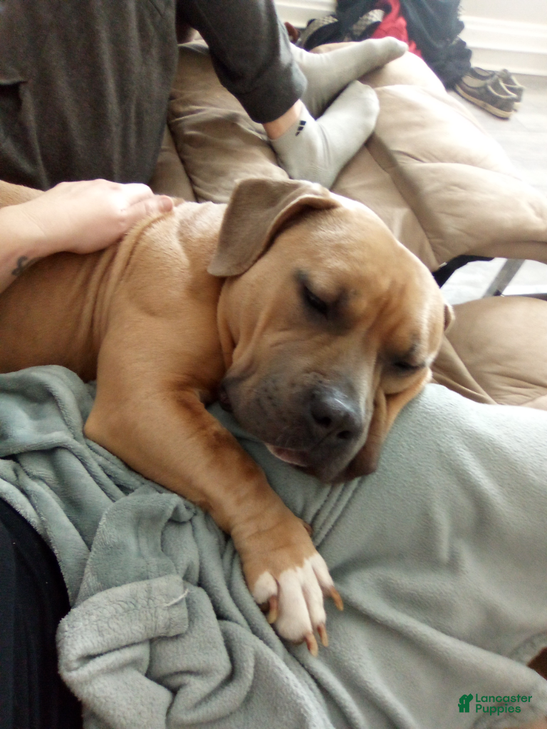 Mixed Breed dogs Mixed Breed Puppy 1 - Ad 1