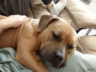 Mixed Breed dogs Mixed Breed Puppy 1 - Ad 16