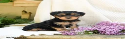 Yorkshire Terrier dogs for sale: Taffy - Ad 4