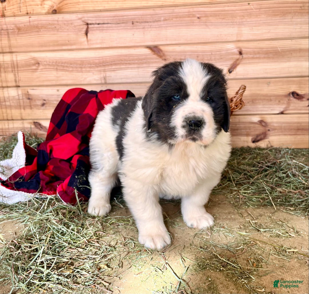 Newfoundland dogs for sale: Nero❤️🐾AKC Registered🐾❤️Call 223-346-6851 - Ad 1