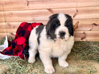 Newfoundland dogs Nero❤️🐾AKC Registered🐾❤️Call 223-346-6851 - Ad 20