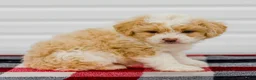 Mini Aussiedoodle dogs for sale: Carter - Ad 5