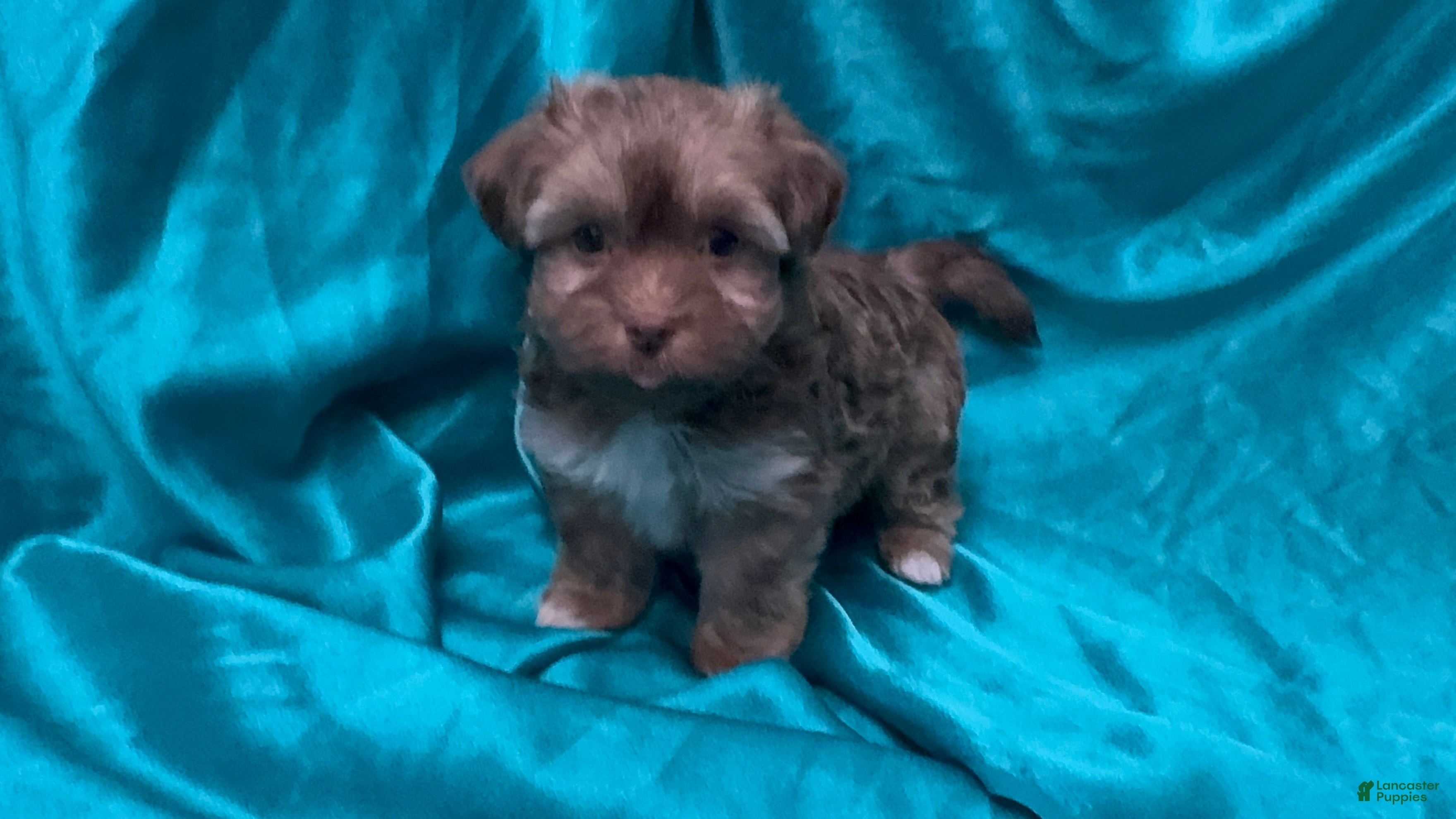 Havanese dogs Chandler - Ad 2